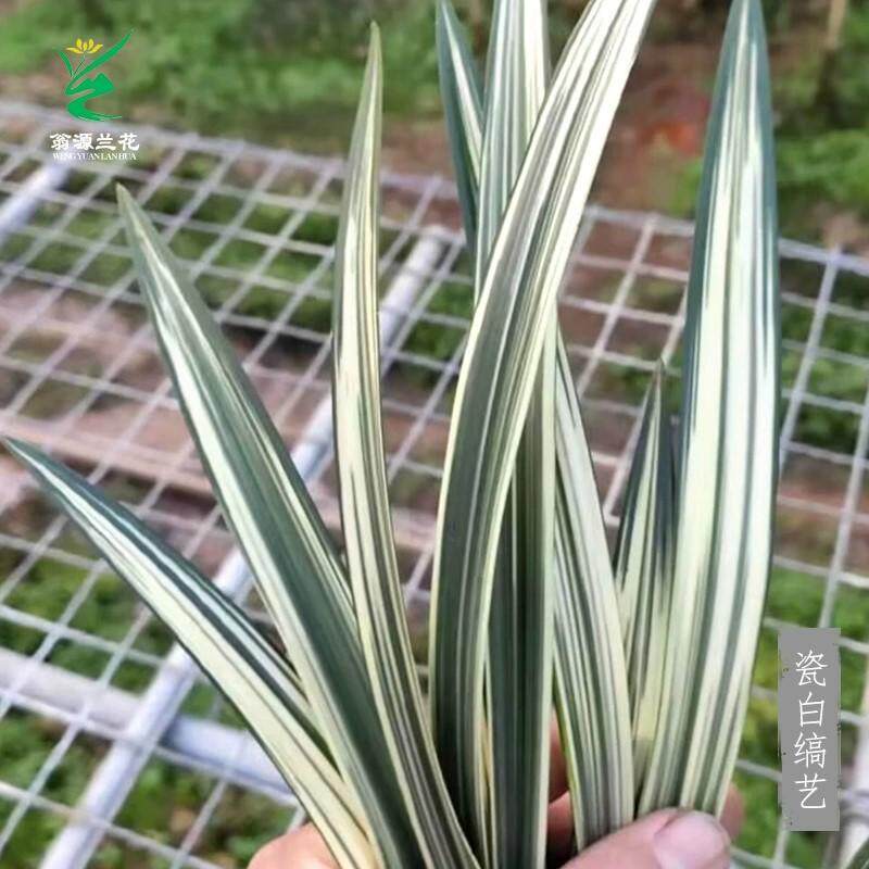 翁源兰花苗墨兰老种五星级瓷白线艺草进化艺红花浓香叶花双全高艺