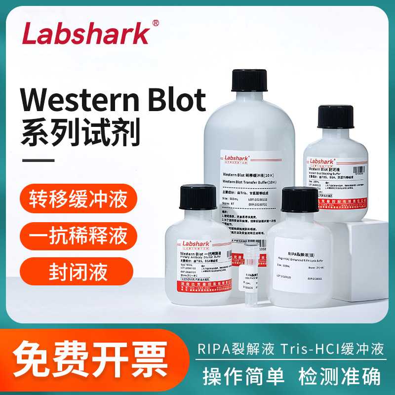 Labshark实验试剂WB缓冲液TG转移缓冲液一抗稀释液封闭液免疫印迹
