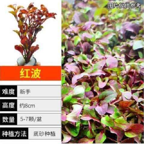 茎水草里里的植物鱼缸活体真草的植物全套有金鱼缸鱼缸水草真造景