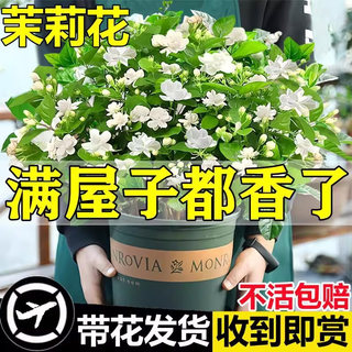 茉莉花苗盆栽四季开花带花苞老桩驱蚊水培栀子花卉绿植物室内好养