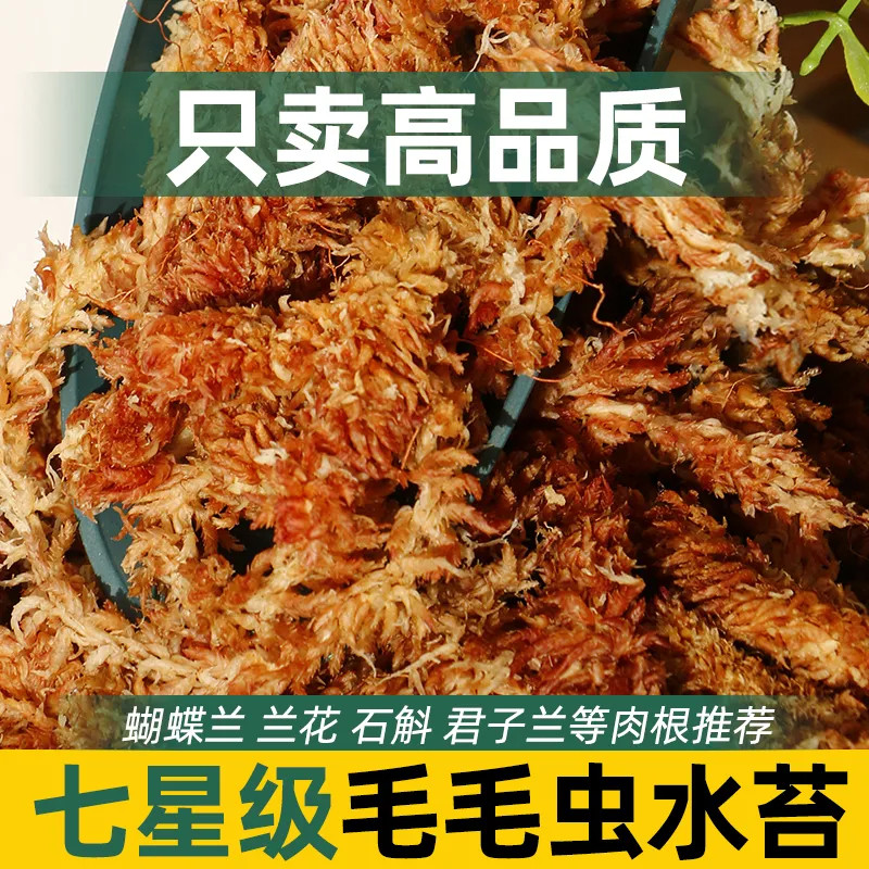 毛毛虫水苔智利蝴蝶兰专用保湿七星干苔藓兰花植料养花通用营养土