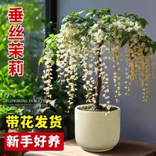 垂丝茉莉盆栽带花苞室内高级感阳台绿植好养易活四季花卉陶瓷花盆