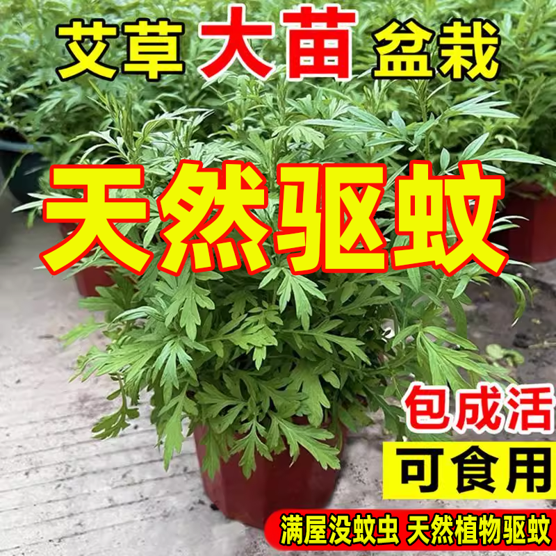 艾草苗驱蚊植物食用香草新鲜室内外阳台绿植盆栽防虫小叶艾蒿端午