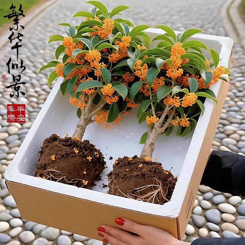 金桂花树苗四季桂盆栽可食用开花不断室内阳台庭院浓香型花卉植物