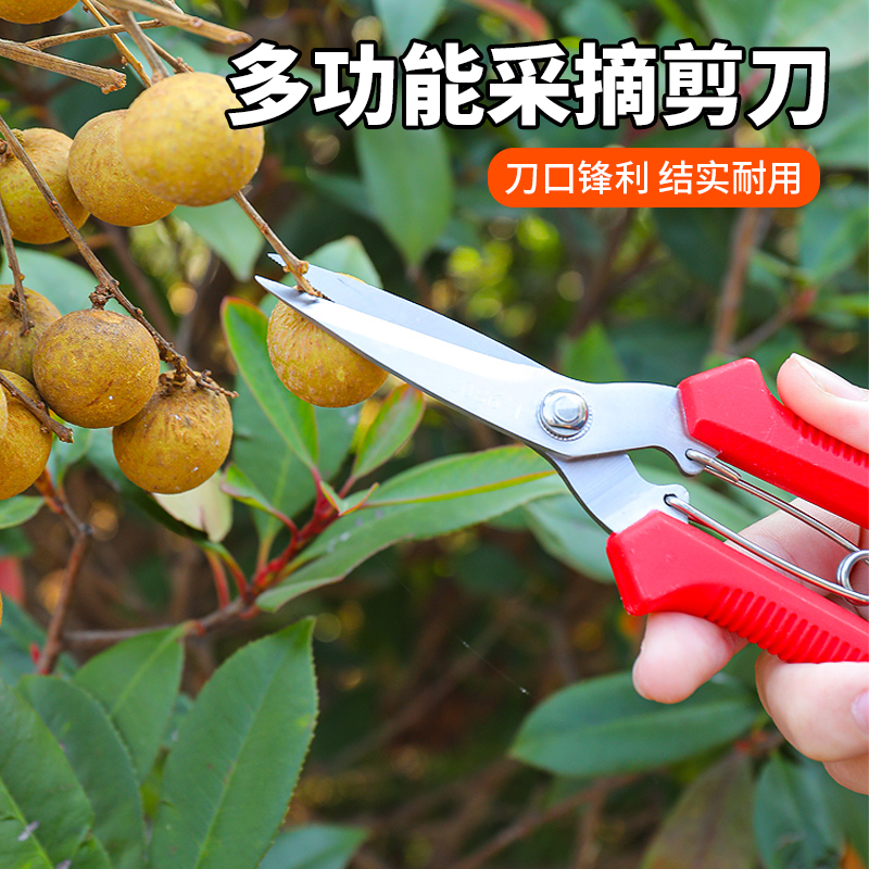 稀果剪葡萄采果剪柑橘剪桔子蔬果剪摘果剪果园果树剪采摘剪刀