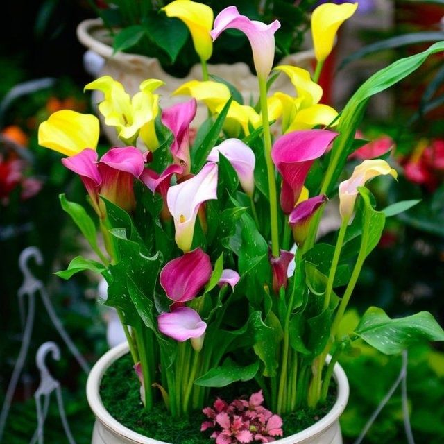 Calla Lily Potted plant flower Potted plant Flower seedlings Seed ball Orthodox school Imported colour balcony Indoor and outdoor feedin the Flower delivery/Flowers simulation/Plants gardening , Flowers/Potted plants (New) , Flowers  category - from Buy2taobao.com to provide professional Taobao agent buy service