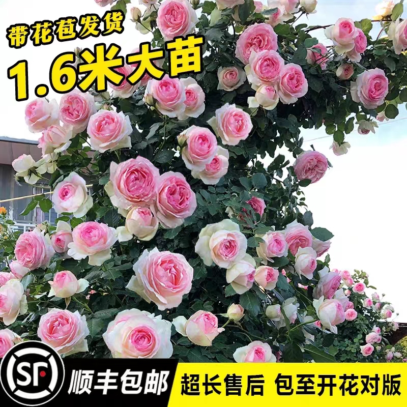 爬藤蔷薇花苗四季开花