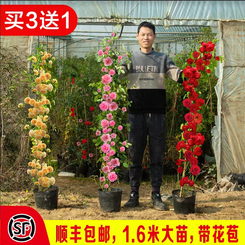 蔷薇花苗藤本月季特大花苗浓香庭院爬藤植物花卉盆栽玫瑰四季开花