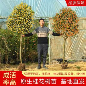 大型桂花树苗八月黄金桂丹桂庭院别墅地栽盆栽植物耐寒四季桂绿化