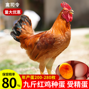 九斤红鸡种蛋孵化小鸡受精蛋黄脚土鸡肉鸡受精蛋可孵化产量高种鸡