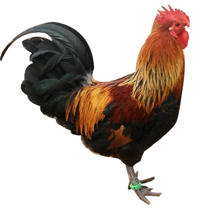 纯种华北柴鸡种蛋受精蛋可孵化小鸡卵土鸡种蛋受精鸡蛋观赏鸡20枚