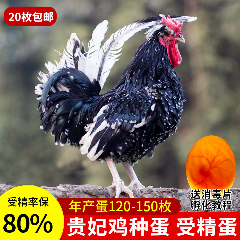 纯种贵妃鸡种蛋受精蛋可孵化小鸡珍禽观赏鸡种蛋受精鸡蛋非珍珠鸡