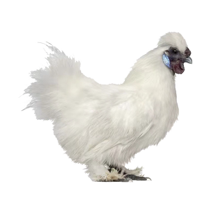 正宗泰和乌鸡种蛋受精鸡蛋受精卵白凤乌骨鸡种蛋受精蛋可孵化小鸡