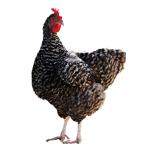 芦花鸡绿壳种蛋受精蛋可孵化小鸡汶上芦花高产蛋鸡受精蛋绿壳种蛋