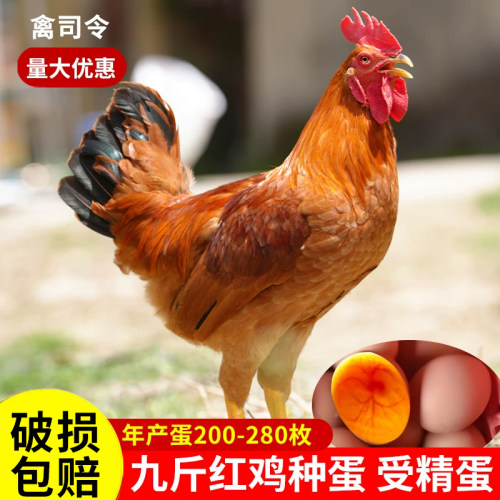 受精蛋可孵化黄脚土鸡蛋