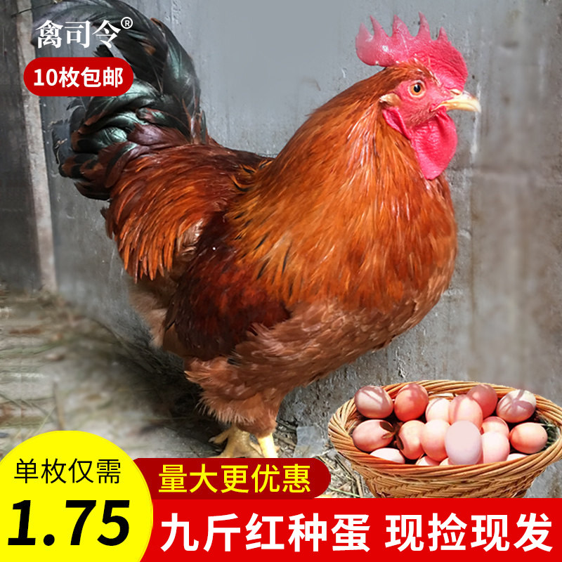九斤红鸡种蛋受精蛋可孵化红玉380土鸡种蛋K9黄脚鸡受精蛋孵化蛋