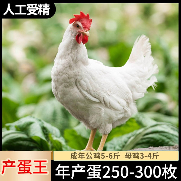 高产罗曼粉种蛋受精蛋可孵化鸡蛋白来航白羽土鸡产蛋鸡种蛋受精卵,畜牧/养殖物资,鸡苗/种鸡/种蛋/受精蛋,淘宝优惠券,粉丝福利购,淘宝优惠卷
