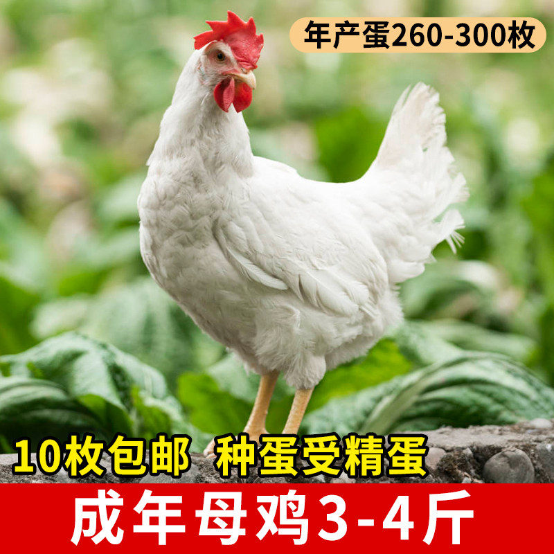 高产白来航种蛋受精蛋可孵化鸡蛋罗曼粉白羽土鸡产蛋鸡种蛋受精卵