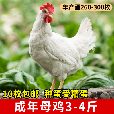 高产鸡种蛋受精蛋罗曼粉
