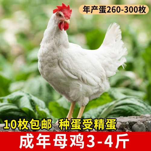 高产鸡种蛋受精蛋罗曼粉