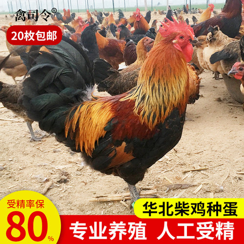 华北柴鸡种蛋受精蛋孵化小鸡