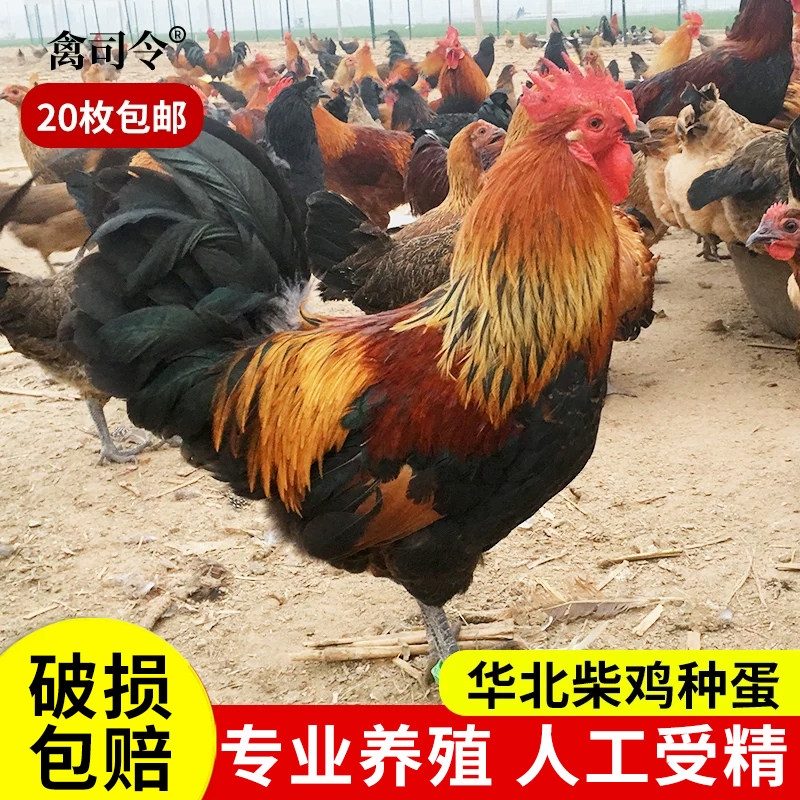 纯种华北柴鸡种蛋受精蛋可孵化小鸡卵土鸡种蛋受精鸡蛋观赏鸡20枚