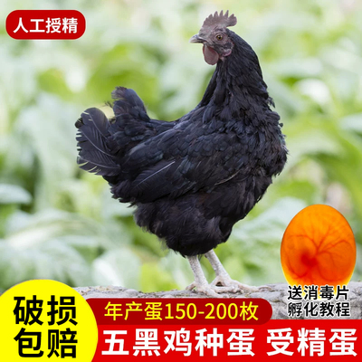 五黑鸡种蛋受精蛋包邮
