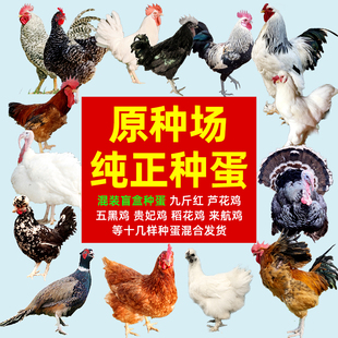 盲盒随机发种蛋受精蛋可孵化小鸡白来航贵妃鸡青脚麻九斤红五黑鸡