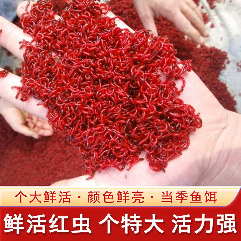 鲜活红虫特大号公虫活饵喂观赏鱼饵拉饵鲫鱼野钓黑坑钓鱼红虫