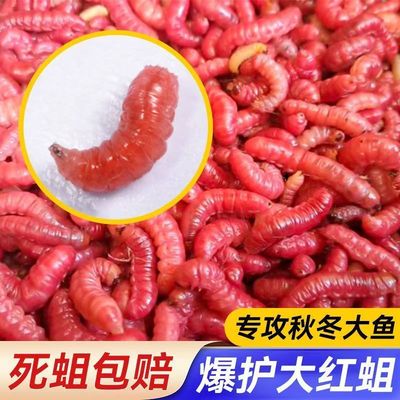 活饵鲜活红蛆虫鱼饵蛆虫野钓马口溪流石斑鱼鲫鱼活虫钓鱼白条饵料