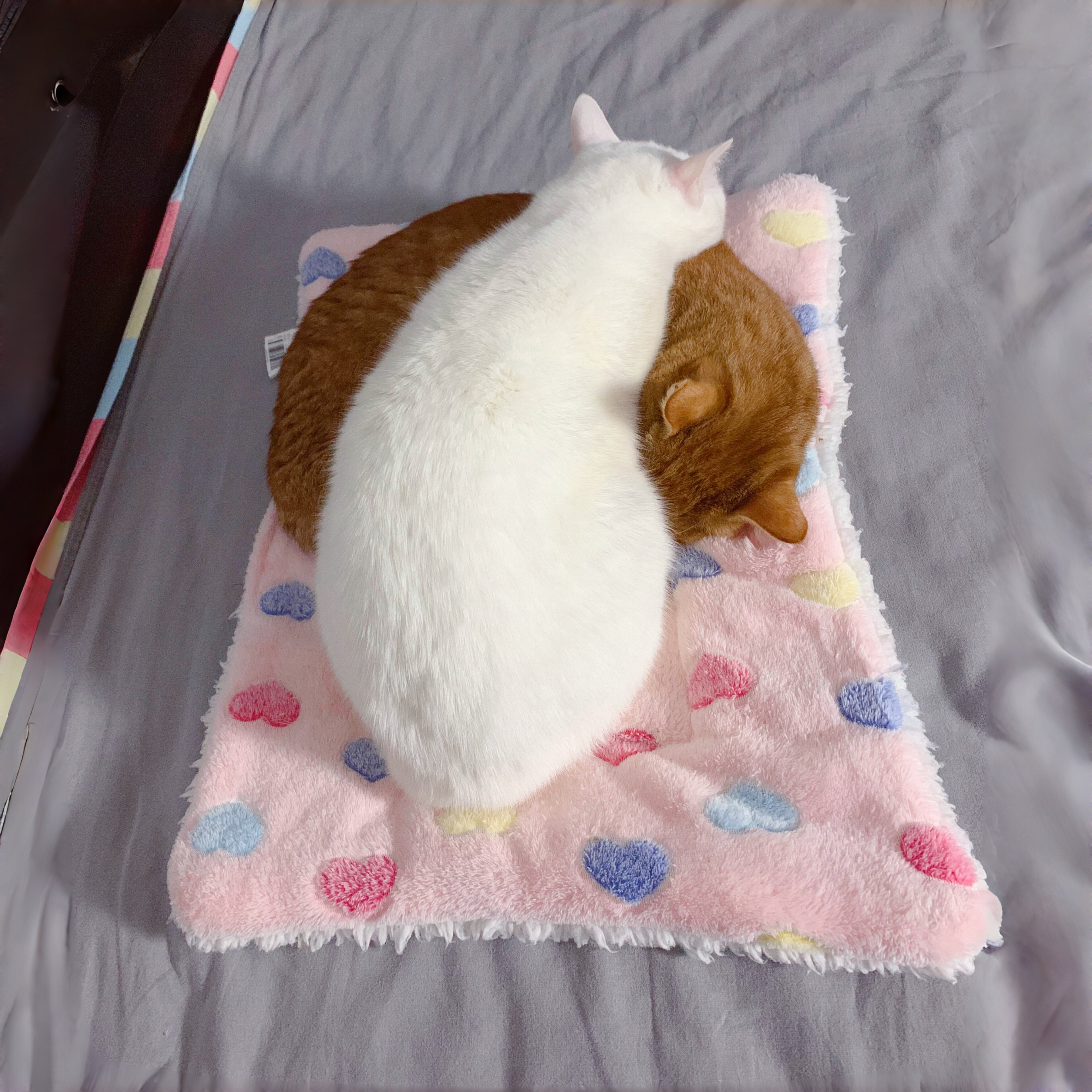 猫垫子猫窝猫咪睡觉猫床毛毯垫趴趴垫宠物猫狗四季通用舒适透气