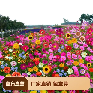 波斯菊花种子格桑花种籽子七彩四季 开花易活花籽庭院野花组合种子