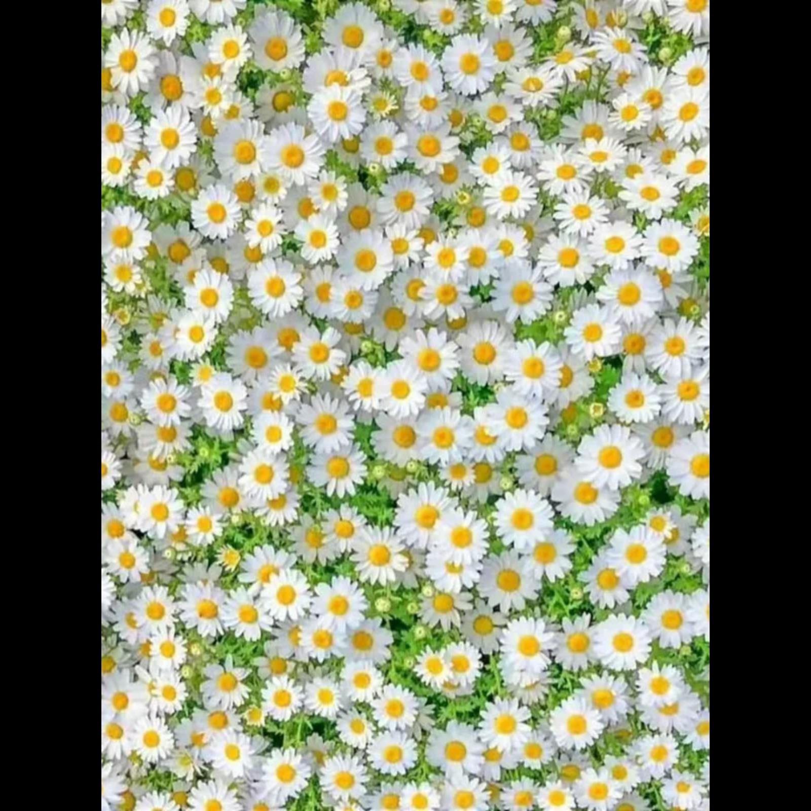 洋甘菊种子四季植物开花易活室内外盆栽花卉白晶菊小雏菊花种籽子