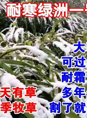 养殖牧草王绿洲耐寒一号多年生过冬耐冻牛羊用四季常青饲料草种子