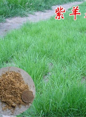富裕明猎狗8号高羊茅种子houndog8 tall fescue seed草籽2
