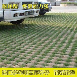 停车场草坪草籽种子草坪砖不修剪四季低矮耐踩踏耐压植草砖草种孑