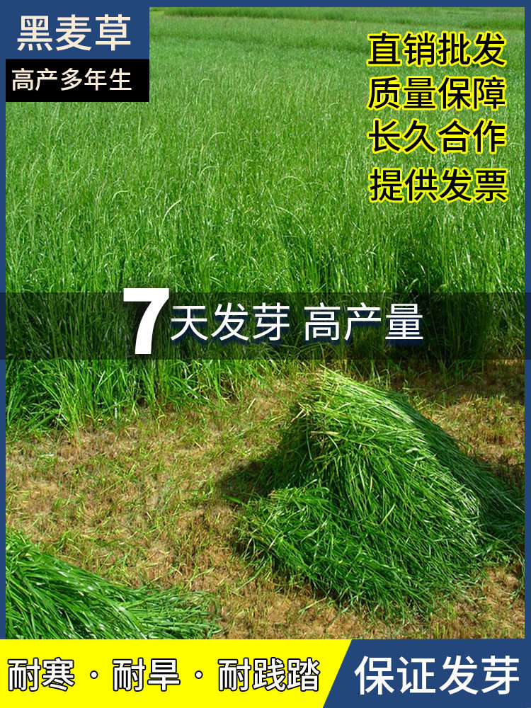 黑麦草种子冬天耐寒牧草种籽多年生养殖草牛羊鸡鹅鱼草种子四季青,鲜花速递/花卉仿真/绿植园艺,家庭园艺种子,淘宝优惠券,粉丝福利购,淘宝优惠卷
