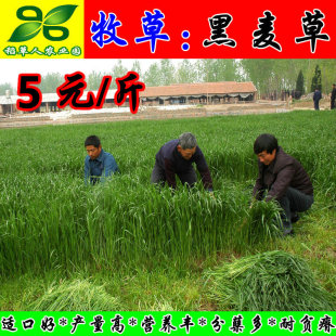 黑麦草种子 进口一年生四倍体高产宽叶型冷季牧草籽 适口好