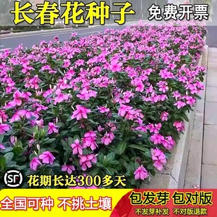 长春花种籽子四季播种开花五叶梅日日春庭院花坛阳台盆栽宿根花籽