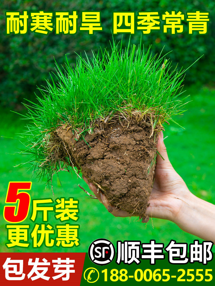草籽四季常青护坡狗牙根马尼拉种子庭院地毯草坪绿化高羊茅黑麦草