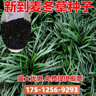 麦冬草种子玉龙草细叶宽叶日本矮生麦冬草庭院绿化常青金边麦冬籽