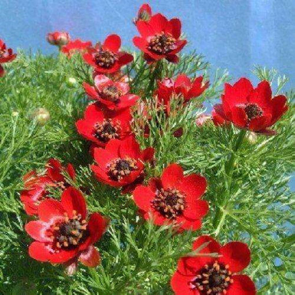 福寿花种子冰凌花顶冰花雪莲花早春花冰凉林下植物耐阴可以种树下 伉俪女王旗舰店 淘优券