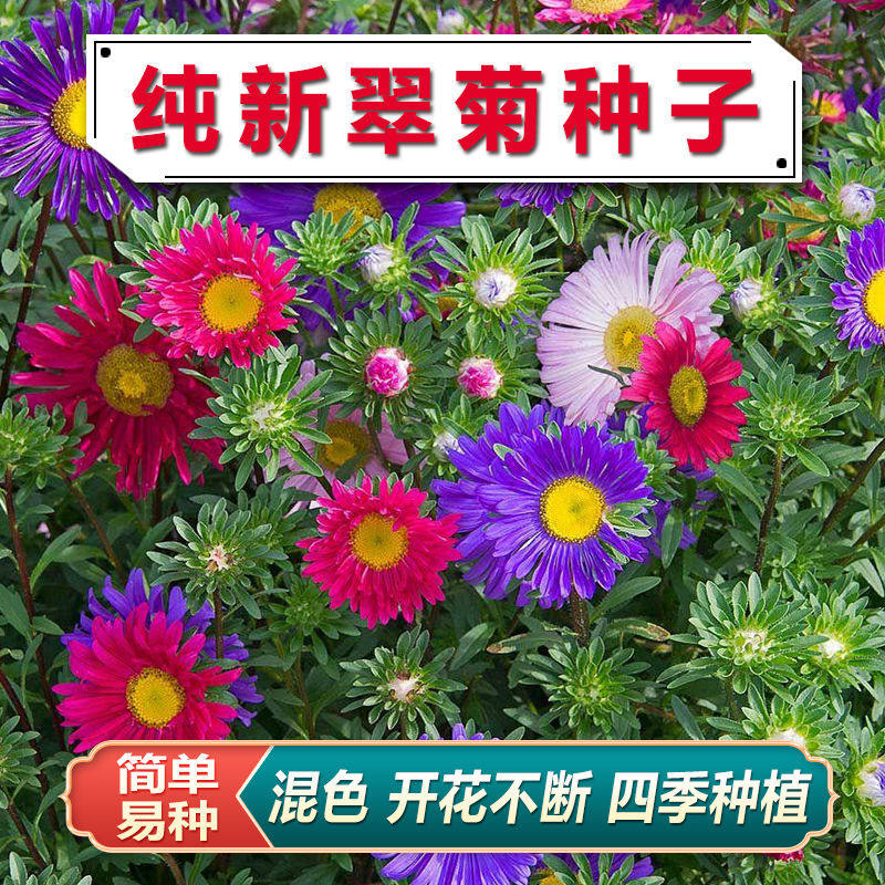 重瓣太阳花种孑四季播种开花花种子籽多彩花籽室内外易活盆栽花卉,鲜花速递/花卉仿真/绿植园艺,家庭园艺种子,淘宝优惠券,粉丝福利购,淘宝优惠卷