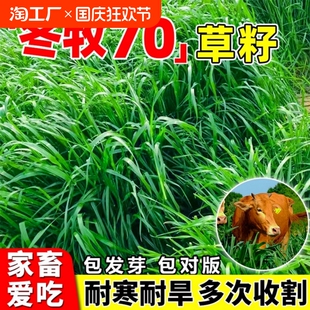 多年生黑麦草种籽子种耐寒四季牧草种子四倍体鸡鸭鱼草菊苣一年生