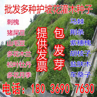 护坡灌木紫穗槐种子盐肤木多花木兰刺槐胡枝子木豆马棘车桑子草籽
