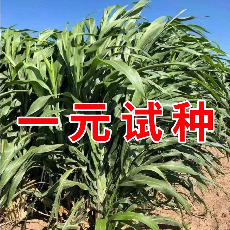 进口甜高梁种子饲用甜高粱牧草种多年生畜牧养殖四季甜高粱杆种籽