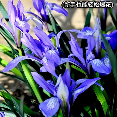 马兰花籽四季种植开花马莲种子阳