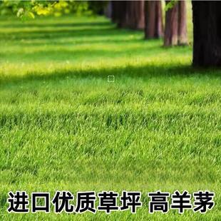 无芒雀麦种子禾萱草无芒草光雀麦人工草场环保固沙种籽草种子牧草