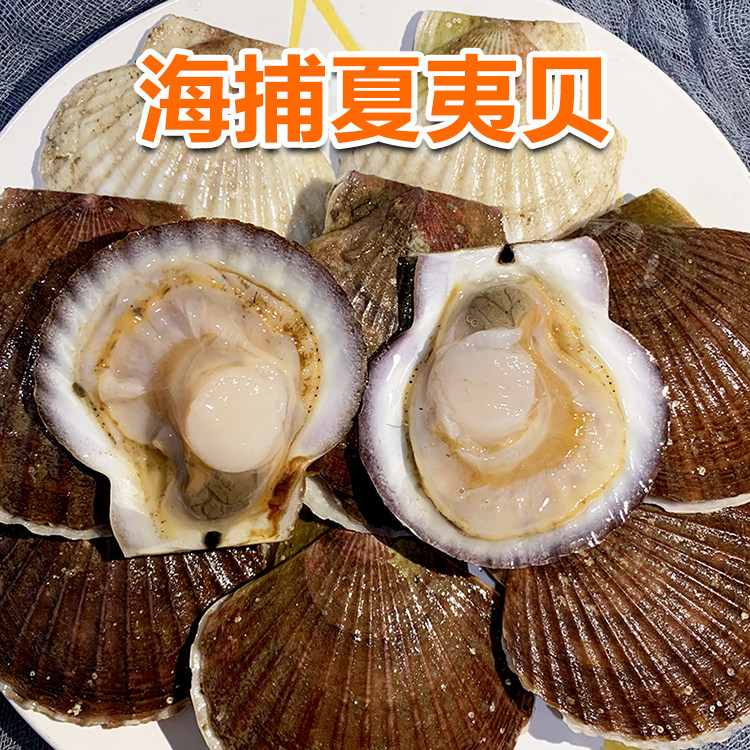鲜活扇贝白贝新鲜大个夏夷贝肥美野生带壳扇贝肉贝类烧烤海鲜