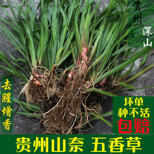 五香草贵州特产现挖新鲜山赖三奈调味火锅香料随手香茴香菖蒲包邮
